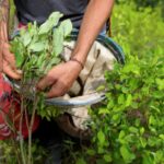 Cultivos de coca en Colombia; ni erradicación ni sustitución - Foto: Tomada de Google