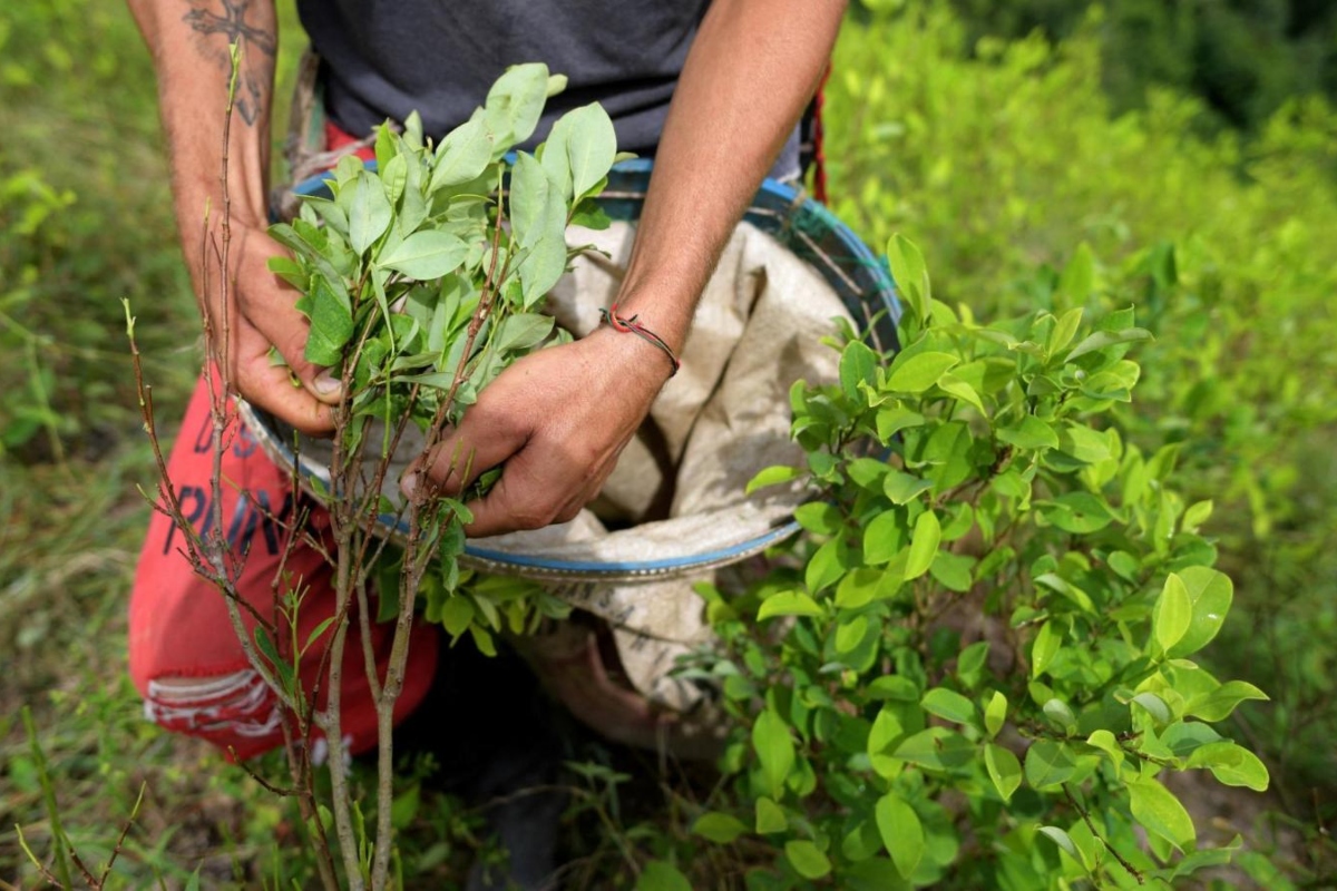 Cultivos de coca en Colombia; ni erradicación ni sustitución - Foto: Tomada de Google