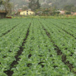 Una de las estrategias del gobierno nacional es potenciar la agricultura por encima de la explotación de recursos naturales no renovables - Foto: Ronald Cano