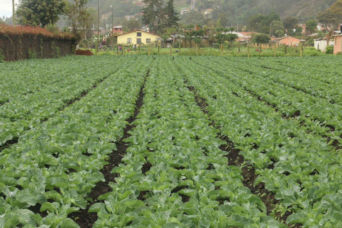 Una de las estrategias del gobierno nacional es potenciar la agricultura por encima de la explotación de recursos naturales no renovables - Foto: Ronald Cano