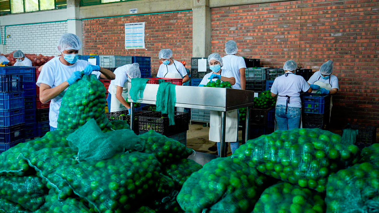 La Agencia planea la entrega de 380 toneladas de alimentos frescos y secos, mediante una lista de productos que incluye cereales, tubérculos, frutas, verduras, leche, carnes, huevos, leguminosas, aceites, azúcares y café - Foto: Agencia de Desarrollo Rural