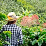 Este proyecto representa una oportunidad clave para consolidar un modelo productivo sostenible y legal que contribuya al desarrollo del Catatumbo, la inclusión social y la construcción de paz - Foto: Finagro