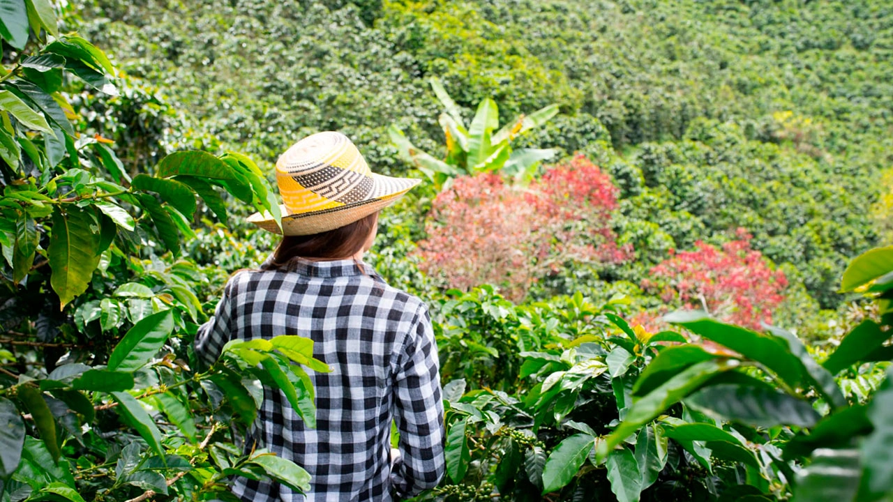 Este proyecto representa una oportunidad clave para consolidar un modelo productivo sostenible y legal que contribuya al desarrollo del Catatumbo, la inclusión social y la construcción de paz - Foto: Finagro