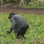 ​El sector agrario representa el 14,1 % del total de la población ocupada en el país. - Foto: Archivo/Ronald Cano