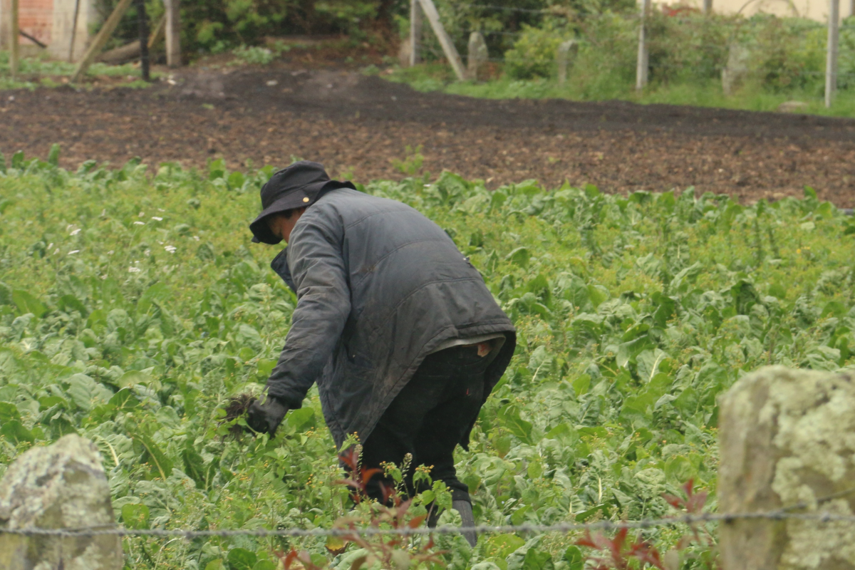 ​El sector agrario representa el 14,1 % del total de la población ocupada en el país. - Foto: Archivo/Ronald Cano