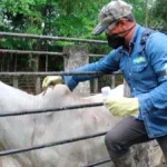 Las disposiciones establecidas en la citada Resolución son aplicables a las Organizaciones Ejecutoras Ganaderas Autorizadas (OEGA), la Federación Colombiana de Ganaderos (Fedegán) y a los responsables sanitarios de los animales de las especies bovina y bufalina existentes en el territorio nacional - Foto: ICA