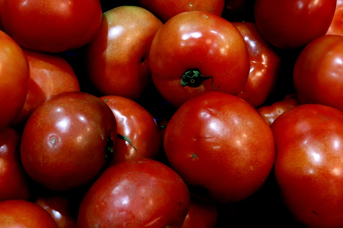 A nivel departamental, La Guajira (52,4%), Sucre (49,5%) y Córdoba (47,6%) fueron los lugares con mayor prevalencia de inseguridad alimentaria moderada o grave en 2024. En contraste, Caldas (12,8%), Bogotá D.C. (13,9%) y Santander (16,2%) presentaron los menores porcentajes - Foto: Archivo/Ronald Cano