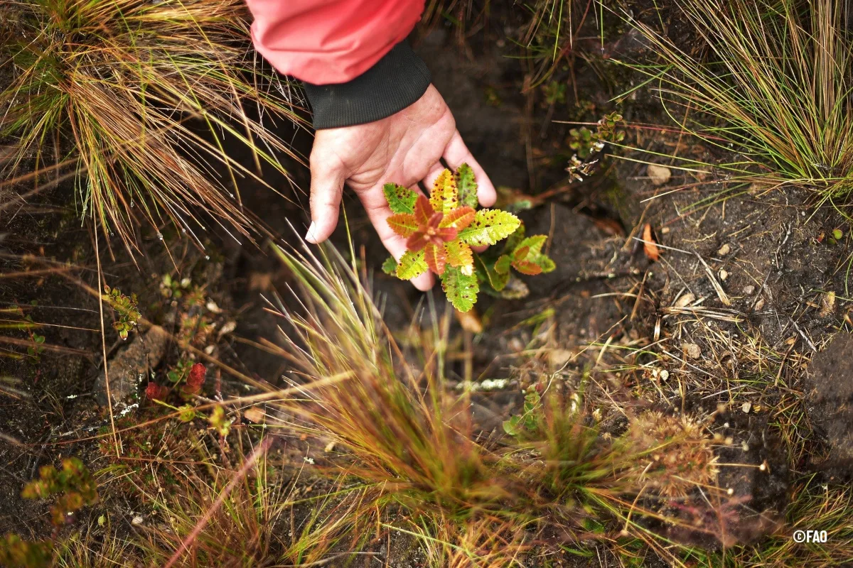 La FAO y la CIPF están actuando para desarrollar e implementar normas armonizadas a nivel mundial sobre sanidad vegetal, destinadas a prevenir la entrada y propagación de plagas a través del comercio internacional - Foto: FAO