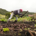 Con corte a marzo de 2025, la agricultura registra una ocupación de 3,69 millones de personas, marcando así su tasa de empleabilidad más alta en los últimos años. Significa esto que la gente ha vuelto a mirar al campo para trabajar la tierra y hacer de la Reforma Agraria una realidad - Foto: Ministerio de Agricultura