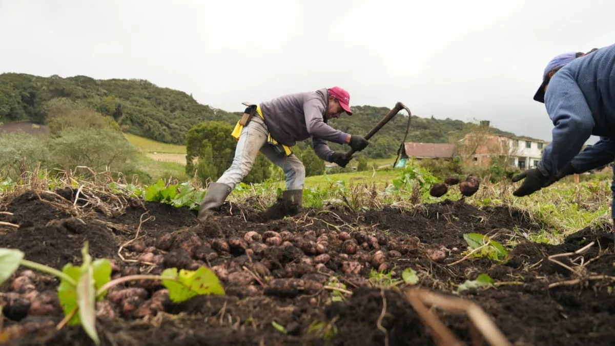 Con corte a marzo de 2025, la agricultura registra una ocupación de 3,69 millones de personas, marcando así su tasa de empleabilidad más alta en los últimos años. Significa esto que la gente ha vuelto a mirar al campo para trabajar la tierra y hacer de la Reforma Agraria una realidad - Foto: Ministerio de Agricultura