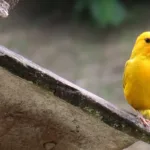 El liderazgo de Colombia en el Global Big Day no es casualidad. El país cuenta con más de 1.900 especies de aves, 79 de ellas endémicas, y es punto clave en las rutas migratorias del hemisferio occidental - Foto: Archivo/Ronald Cano