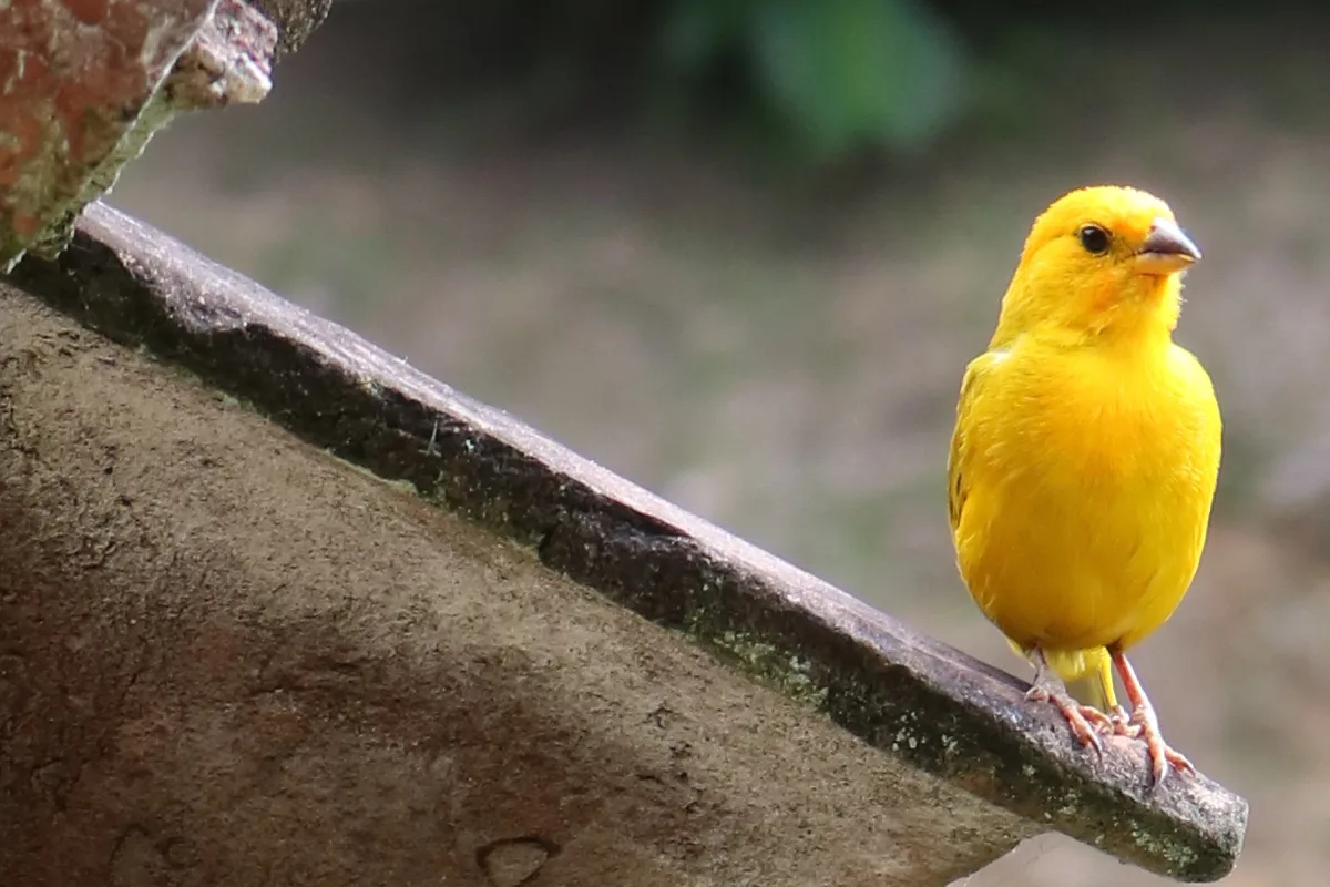 El liderazgo de Colombia en el Global Big Day no es casualidad. El país cuenta con más de 1.900 especies de aves, 79 de ellas endémicas, y es punto clave en las rutas migratorias del hemisferio occidental - Foto: Archivo/Ronald Cano