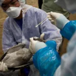 Hacer un seguimiento de la sanidad animal y de los brotes de enfermedades ayuda a salvar vidas, previene pérdidas económicas y detiene la propagación de enfermedades, ya sean epidemias (enfermedades que se propagan en una región geográfica concreta) o pandemias (enfermedades que se propagan por todo el mundo) - Foto: FAO