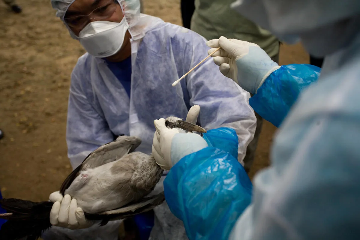 Hacer un seguimiento de la sanidad animal y de los brotes de enfermedades ayuda a salvar vidas, previene pérdidas económicas y detiene la propagación de enfermedades, ya sean epidemias (enfermedades que se propagan en una región geográfica concreta) o pandemias (enfermedades que se propagan por todo el mundo) - Foto: FAO