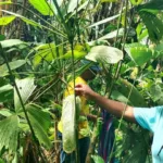 El aprovechamiento de recursos no maderables del bosque también ha permitido que la mujer innove a través de la transformación de estos productos de la biodiversidad en artesanías, extractos, aceites, tintes y alimentos, generando negocios comunitarios que aportan a la economía del hogar - Foto: Lady Paz/FAO