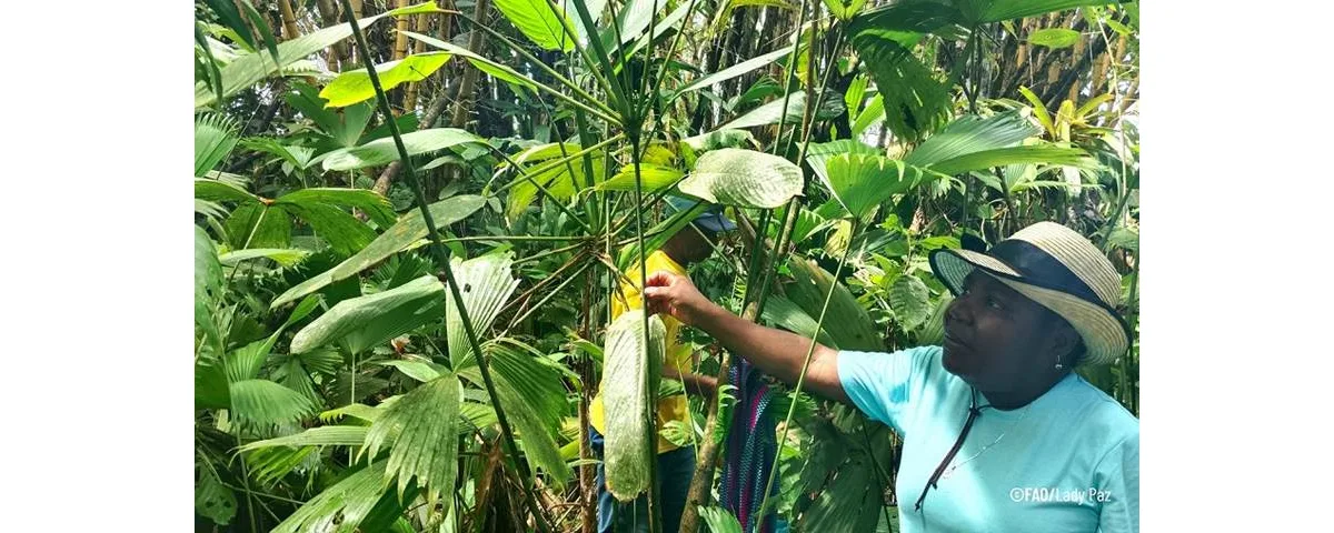 El aprovechamiento de recursos no maderables del bosque también ha permitido que la mujer innove a través de la transformación de estos productos de la biodiversidad en artesanías, extractos, aceites, tintes y alimentos, generando negocios comunitarios que aportan a la economía del hogar - Foto: Lady Paz/FAO