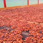 ​El convenio beneficiará a 311 productores y siete organizaciones cacaoteras del Putum​ayo, lo que va a contribuir al fortalecimiento de esta cadena - Foto: Agencia de Renovación del Territorio