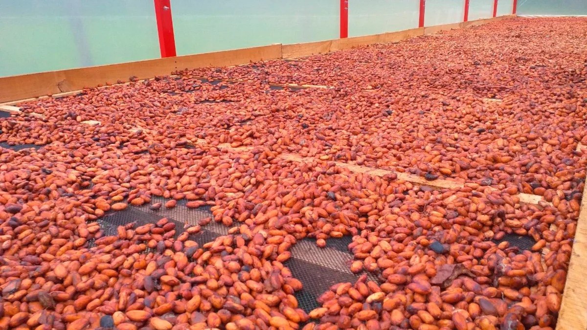 ​El convenio beneficiará a 311 productores y siete organizaciones cacaoteras del Putum​ayo, lo que va a contribuir al fortalecimiento de esta cadena - Foto: Agencia de Renovación del Territorio