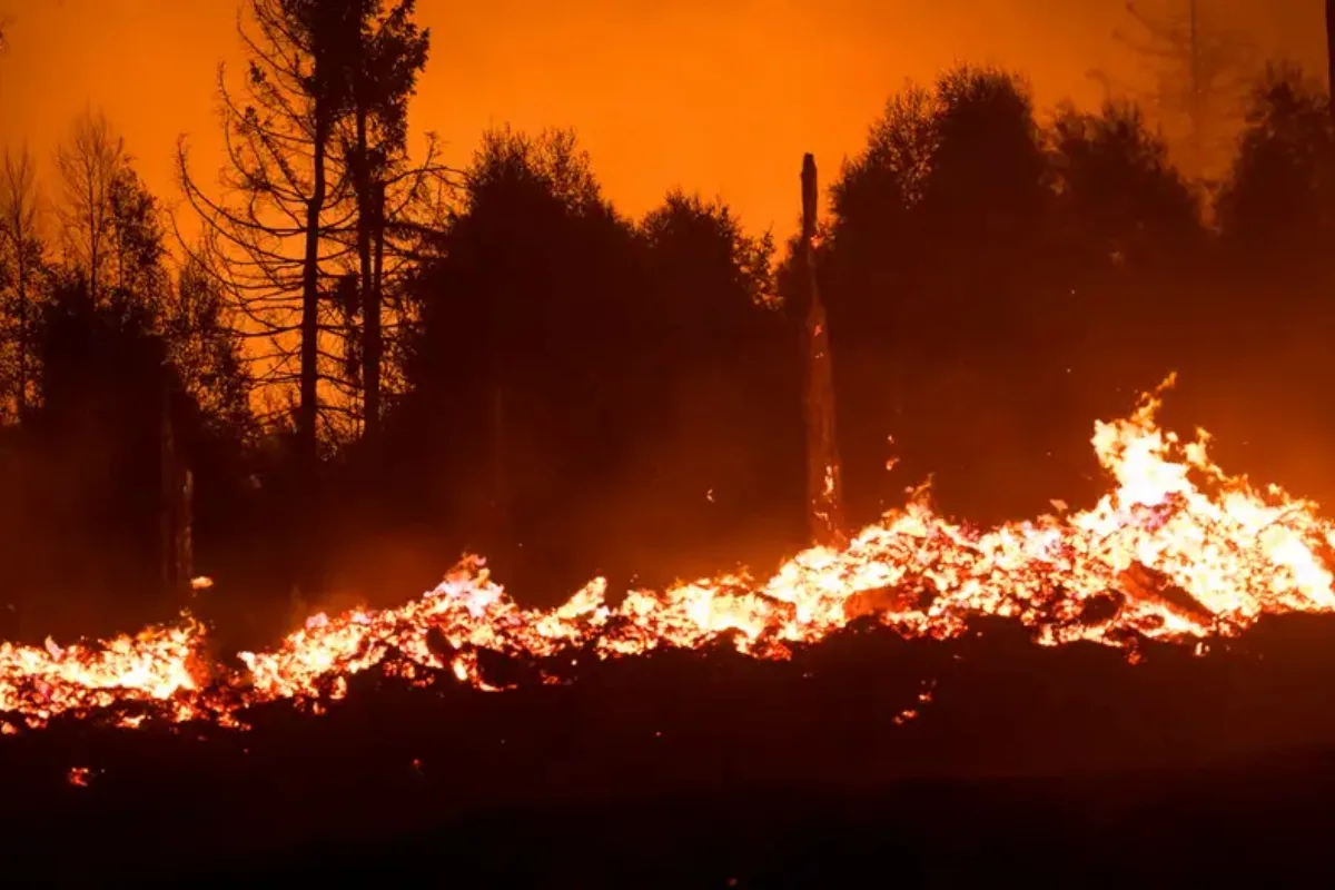 Alemania combate incendios forestales que ya arrasaron más de 1.000 hectáreas en el este del país - Foto: Redes sociales