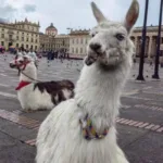 Distrito anuncia retiro de llamas utilizadas como atractivo turístico en el centro de Bogotá - Foto: Cortesía @AnimalesBOG