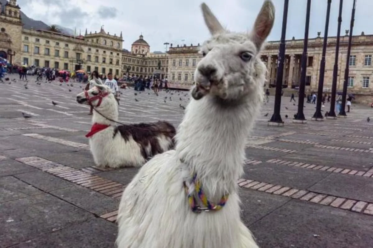 Distrito anuncia retiro de llamas utilizadas como atractivo turístico en el centro de Bogotá - Foto: Cortesía @AnimalesBOG