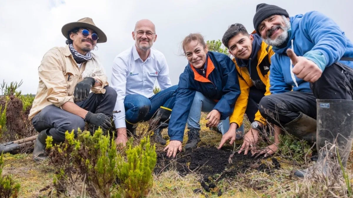 El programa contempla la participación de la ciudadanía mediante un sistema de adopción simbólica de frailejones a través de la página oficial de Cumbres Blancas - Foto: Vía Sumapaz