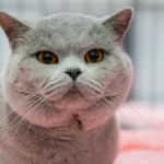 La Feria Internacional de Animales de Compañía regresa del 14 al 18 de agosto de 2025 en el recinto ferial de Bogotá, para su décima edición - Foto: Expopet