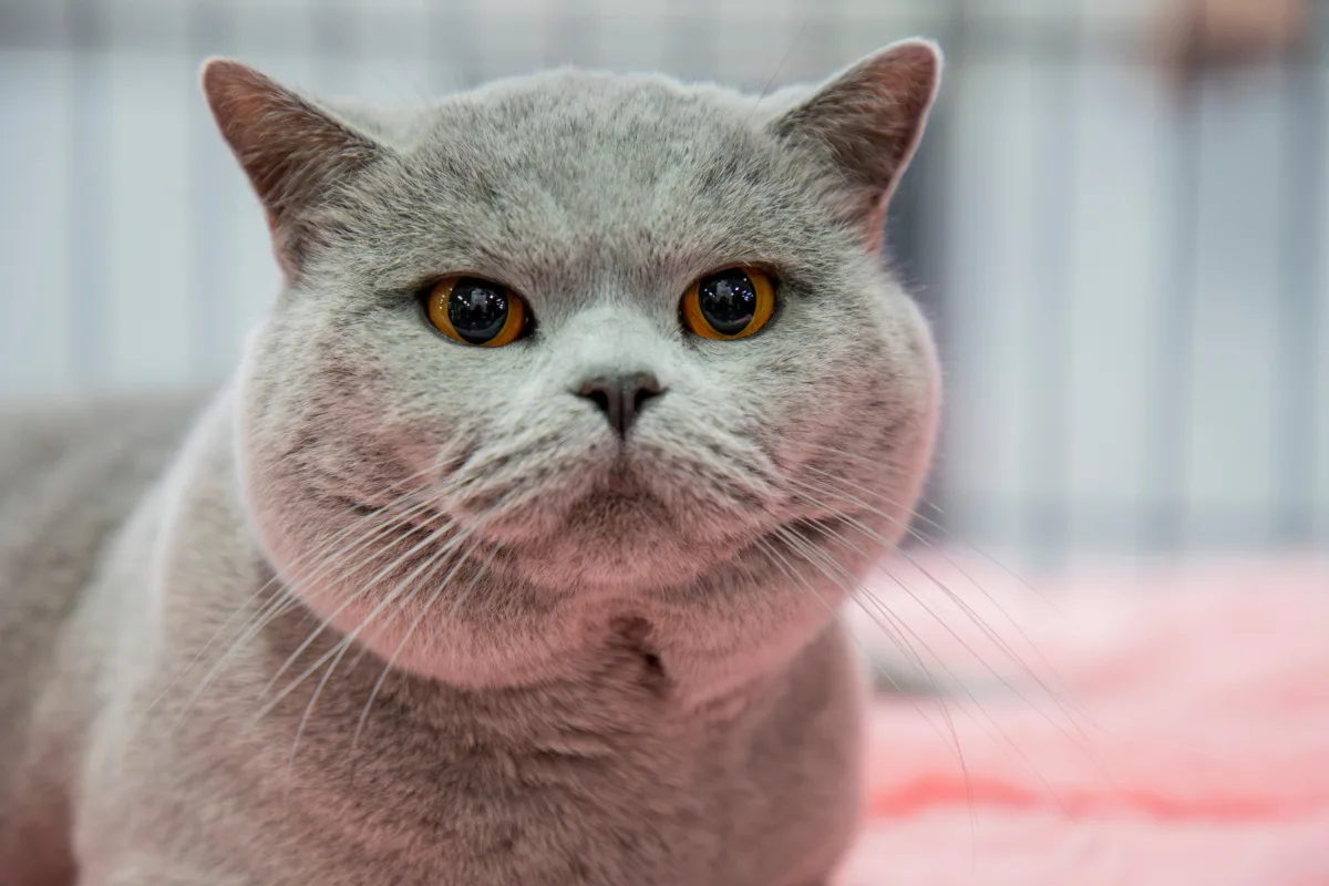 La Feria Internacional de Animales de Compañía regresa del 14 al 18 de agosto de 2025 en el recinto ferial de Bogotá, para su décima edición - Foto: Expopet