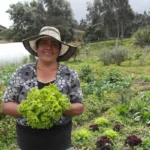 La iniciativa busca reducir la malnutrición, conectar campo y ciudad, y garantizar un sistema agroalimentario más justo y sostenible - Foto: Alejandra Lopera/FAO