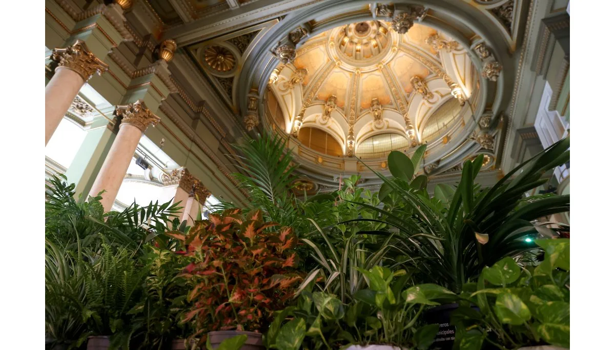 En Madrid, el Círculo de Bellas Artes es uno de los refugios climáticos más concurridos. Incluso las plantas son llevadas temporalmente a dicho espacio - Foto: Círculo de Bellas Artes de Madrid