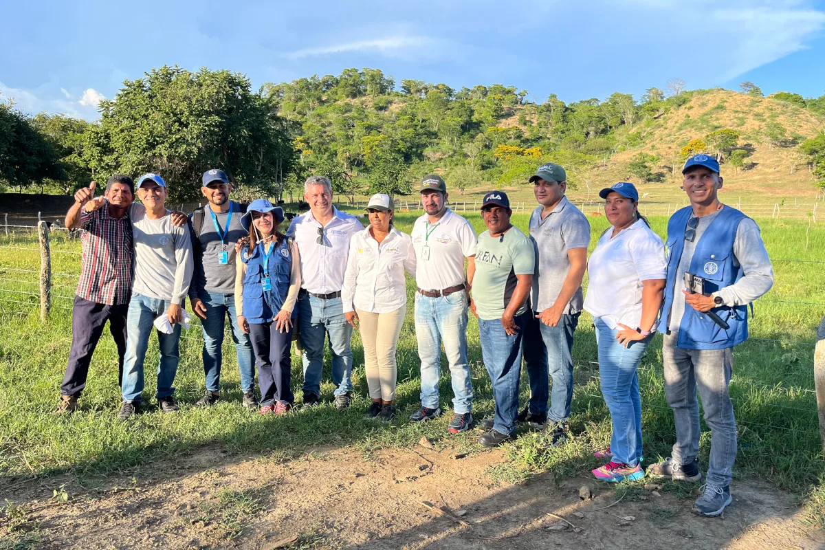 A través del proyecto Mi Vida Es el Campo, liderado por la Agencia de Renovación del Territorio (ART) y la Organización de las Naciones Unidas para la Alimentación y la Agricultura (FAO), se puso en marcha un ambicioso plan de fortalecimiento de la producción ovina en este municipio PDET (Programa de Desarrollo con Enfoque Territorial), uno de los 45 seleccionados a nivel nacional - Foto: FAO