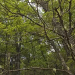 América Latina y el Caribe alberga el 23 por ciento de los bosques del mundo, que cubren el 47 por ciento de la superficie terrestre regional, almacenan enormes cantidades de carbono, proveen servicios ecosistémicos vitales y sostienen actividades económicas. Sin embargo, enfrentan amenazas derivadas de los incendios forestales, plagas y la deforestación - Foto: FAO/Max Valencia