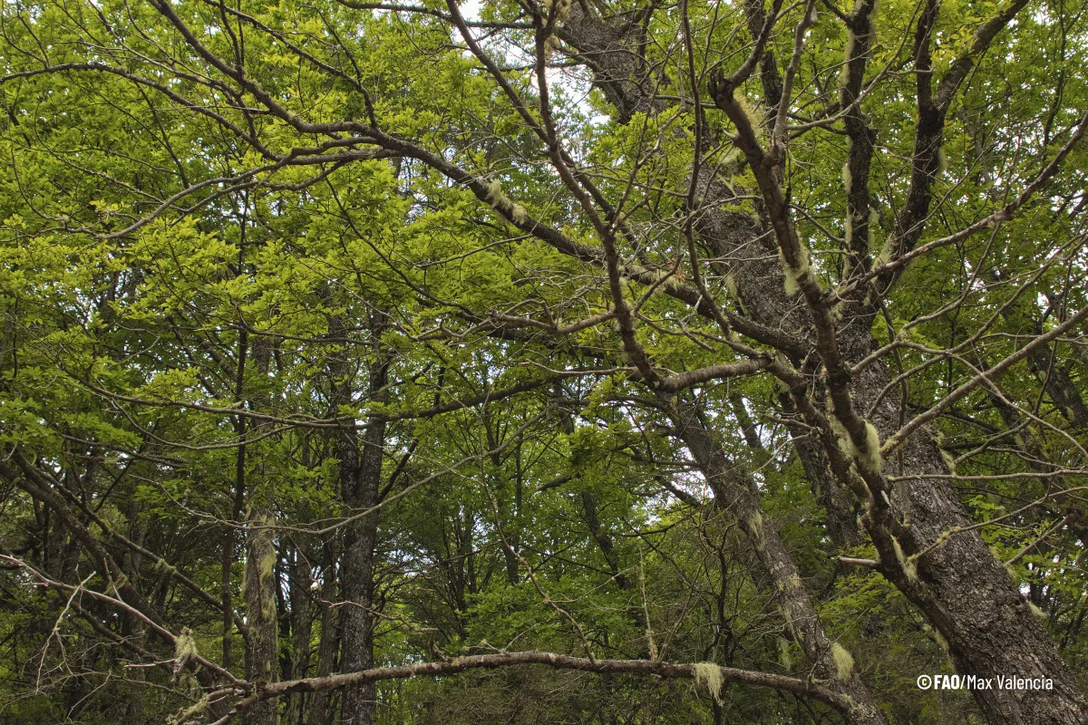América Latina y el Caribe alberga el 23 por ciento de los bosques del mundo, que cubren el 47 por ciento de la superficie terrestre regional, almacenan enormes cantidades de carbono, proveen servicios ecosistémicos vitales y sostienen actividades económicas. Sin embargo, enfrentan amenazas derivadas de los incendios forestales, plagas y la deforestación - Foto: FAO/Max Valencia