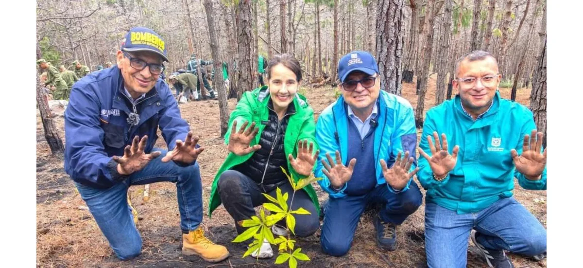 Como parte del proceso, se sembraron especies nativas como té de Bogotá, gaque, mortiño, uña de gato, mano de oso, corono y laurel, entre otras, que hacen parte de los bosques originales de los Cerros Orientales - Foto: Secretaría de Ambiente
