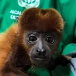 El tráfico de fauna silvestre es un delito y causa graves daños al bienestar de los animales y a la biodiversidad nacional - Foto: Secretaría de Ambiente