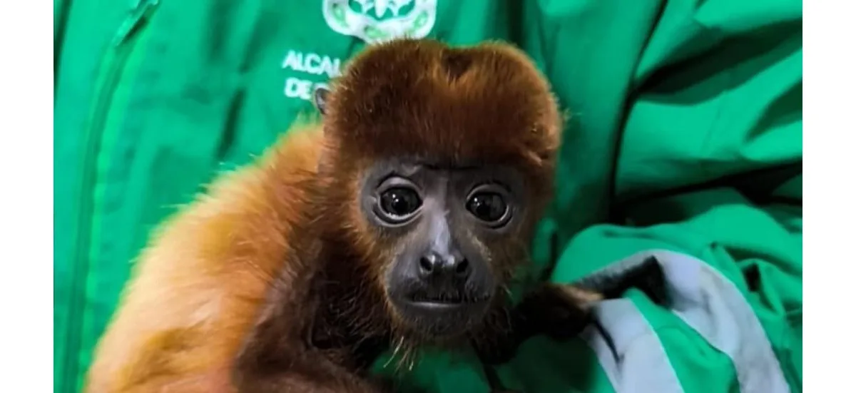 El tráfico de fauna silvestre es un delito y causa graves daños al bienestar de los animales y a la biodiversidad nacional - Foto: Secretaría de Ambiente