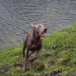 Carolina Alaguna Cruz, médica veterinaria, expuso la relevancia de la etología clínica como herramienta para comprender el comportamiento animal y prevenir el maltrato. Explicó que problemas comunes como la humanización excesiva, la adopción sin planeación o la falta de tiempo y recursos son factores de riesgo para los animales de compañía - Foto: Archivo/Ronald Cano