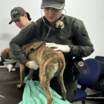 Imputan a hombre que golpeó brutalmente a su perro “Bizcocho” en Bolívar; aceptó cargos por maltrato animal agravado - Foto: Fiscalía