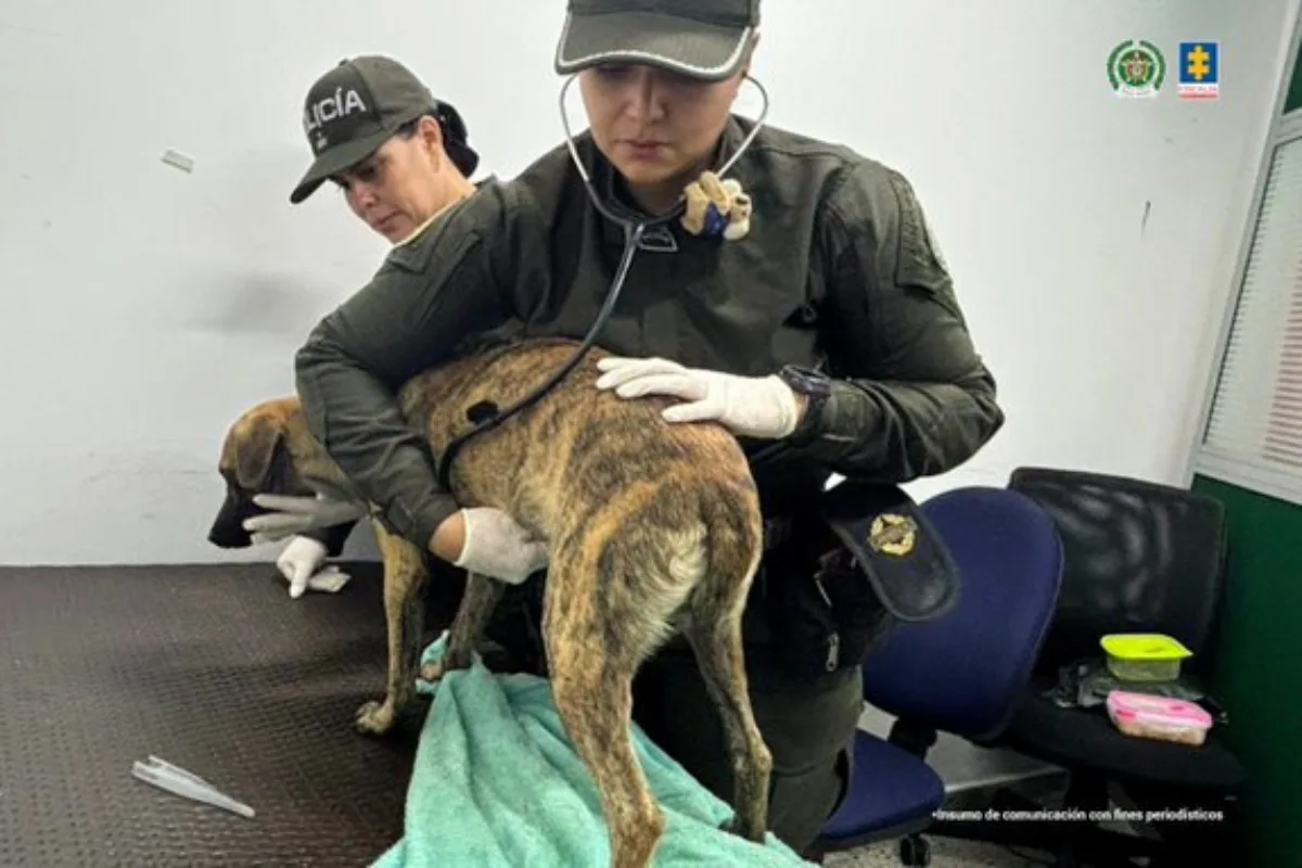 Imputan a hombre que golpeó brutalmente a su perro “Bizcocho” en Bolívar; aceptó cargos por maltrato animal agravado - Foto: Fiscalía