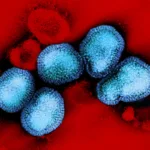 La influenza A(H3N2) es un subtipo de virus de la gripe estacional que circula en seres humanos y, en esta temporada, una variante denominada subclado K (J.2.4.1) ha sido identificada en varias regiones del mundo - Foto: NIAID
