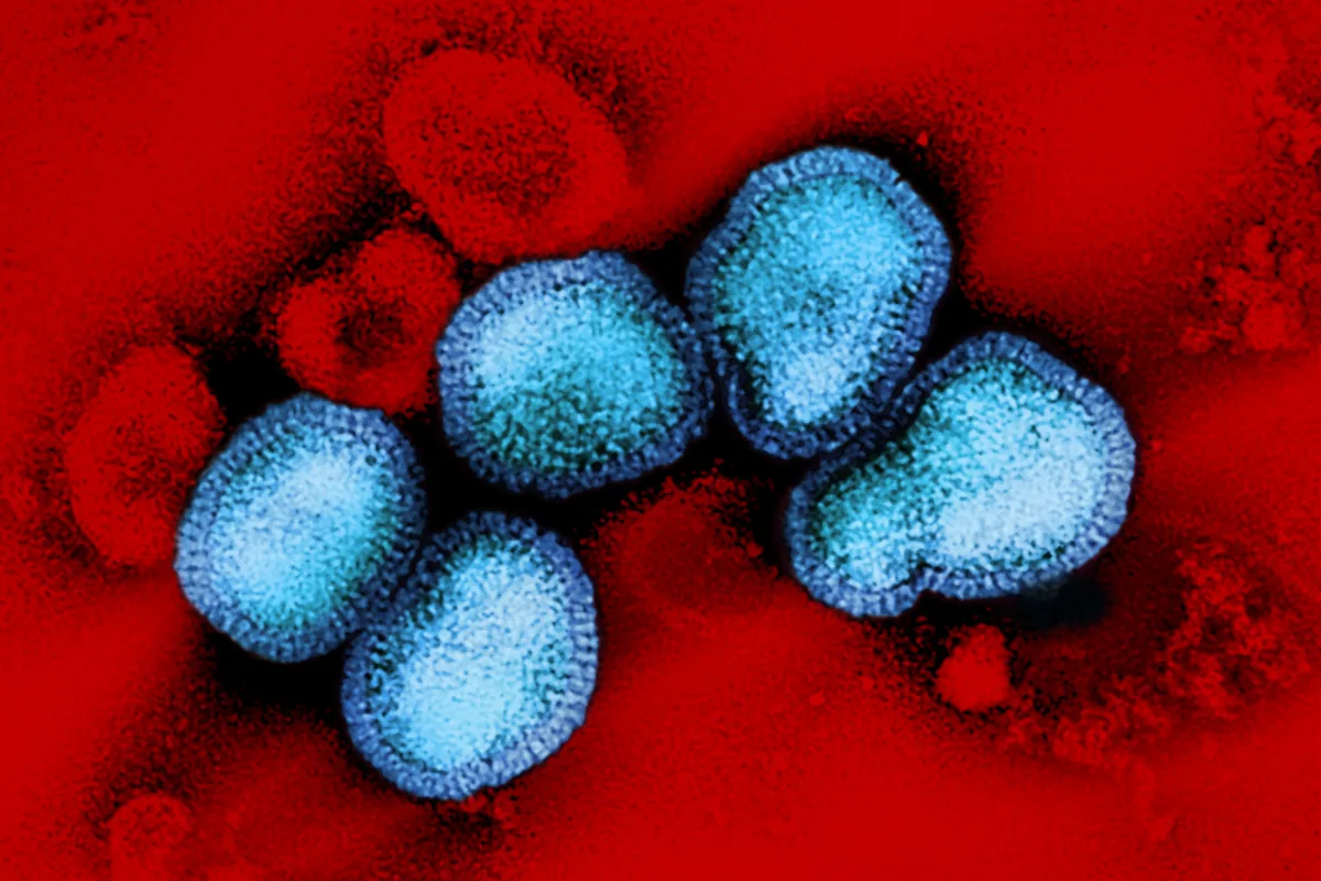 La influenza A(H3N2) es un subtipo de virus de la gripe estacional que circula en seres humanos y, en esta temporada, una variante denominada subclado K (J.2.4.1) ha sido identificada en varias regiones del mundo - Foto: NIAID