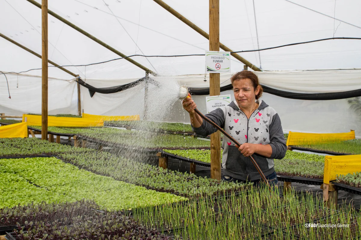 “Gobernanza y tenencia del agua es tener reglas claras y decisiones justas: quién accede, para qué y bajo qué condiciones. Estos principios buscan llevarlo a acciones verificables, especialmente donde el clima intensifica riesgos”, afirma Benjamin Kiersch, Especialista senior en Recursos Hídricos de la FAO y coordinador global de ScaleWat - Foto: FAO/Guadalupe Gómez