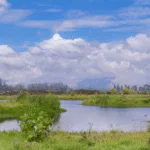 Viveros, compostaje y siembra de 55 mil m² de plantas acuáticas impulsan la reconexión entre el río Bogotá y sus zonas inundables - Foto: CAR