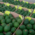 ​​​A noviembre del 2025, Colombia había alcanzado la exportación de 147.013 toneladas de aguacate Hass, es decir, un incremento del 46,6% en comparación con el 2024 - Foto: ICA