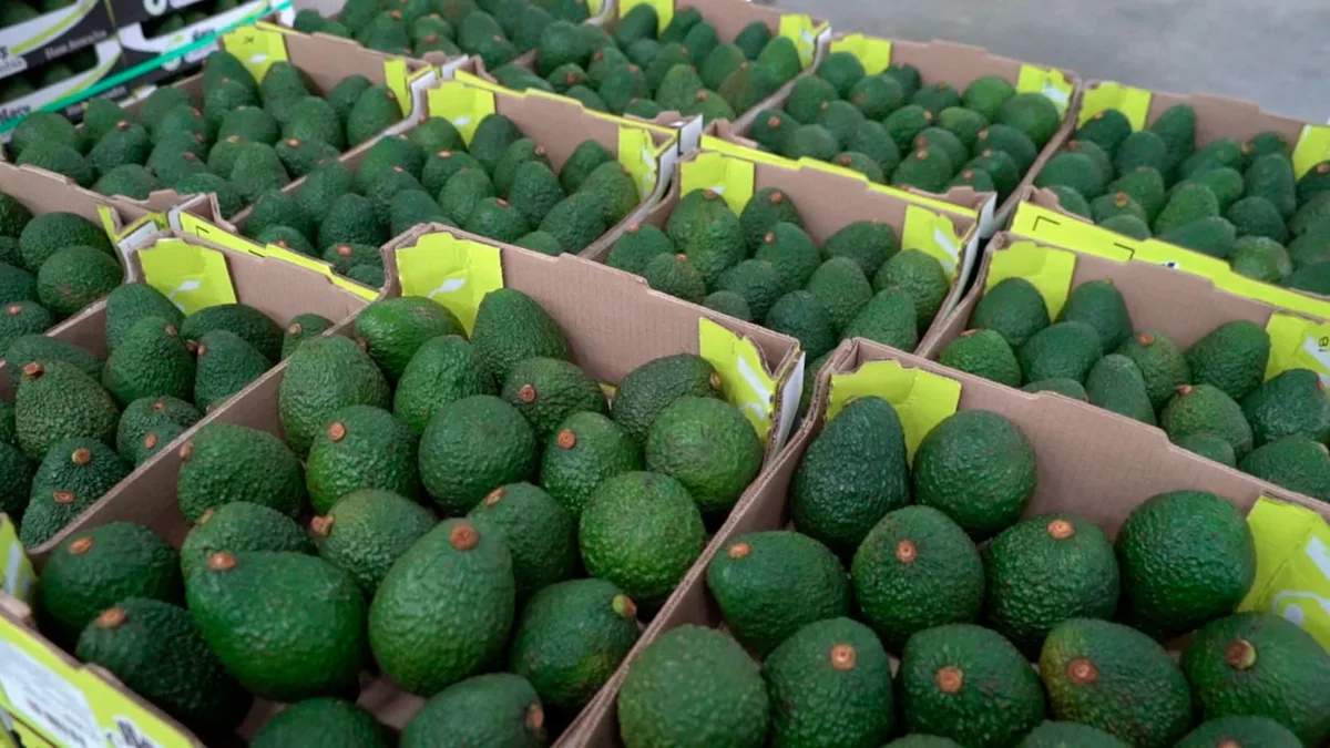 ​​​A noviembre del 2025, Colombia había alcanzado la exportación de 147.013 toneladas de aguacate Hass, es decir, un incremento del 46,6% en comparación con el 2024 - Foto: ICA