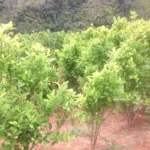 Según el análisis presentado por Noticias Uno, Forensic Architecture identificó que el SIMCI habría incurrido en una sobrestimación sistemática del crecimiento, al extrapolar datos de productividad obtenidos en zonas con cultivos altamente tecnificados y rendimientos elevados hacia regiones con condiciones agronómicas, sociales y de control territorial muy distintas - Foto: Yolanda Hoyos