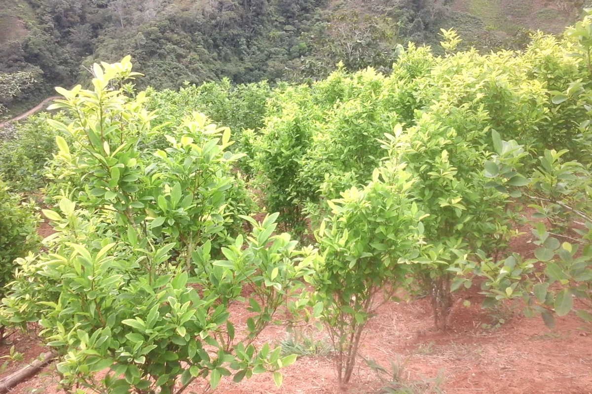 Según el análisis presentado por Noticias Uno, Forensic Architecture identificó que el SIMCI habría incurrido en una sobrestimación sistemática del crecimiento, al extrapolar datos de productividad obtenidos en zonas con cultivos altamente tecnificados y rendimientos elevados hacia regiones con condiciones agronómicas, sociales y de control territorial muy distintas - Foto: Yolanda Hoyos