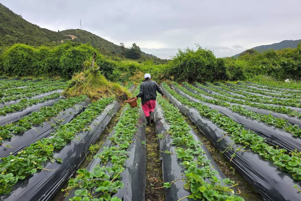 dentro de la frontera agrícola de Bogotá-Cundinamarca hay 1,5 millones de hectáreas, pero solo el 18,2 % está en uso, lo que significa que se aprovecha menos de dos de cada diez hectáreas disponibles. A lo que se suma la alta concentración y baja diversidad con cultivos como papa, caña panelera, mango, tomate, zanahoria y plátano que dominan la producción local - Foto: Alejandra Lopera/FAO