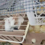 Se trata de 247 pollos, 43 patos, 22 codornices, 31 conejos y 61 hámsters, que fueron entregados en custodia al Instituto Distrital de Protección y Bienestar Animal (IDPYBA), los cuales fueron trasladados a la clínica veterinaria de la entidad - Foto: Idpyba