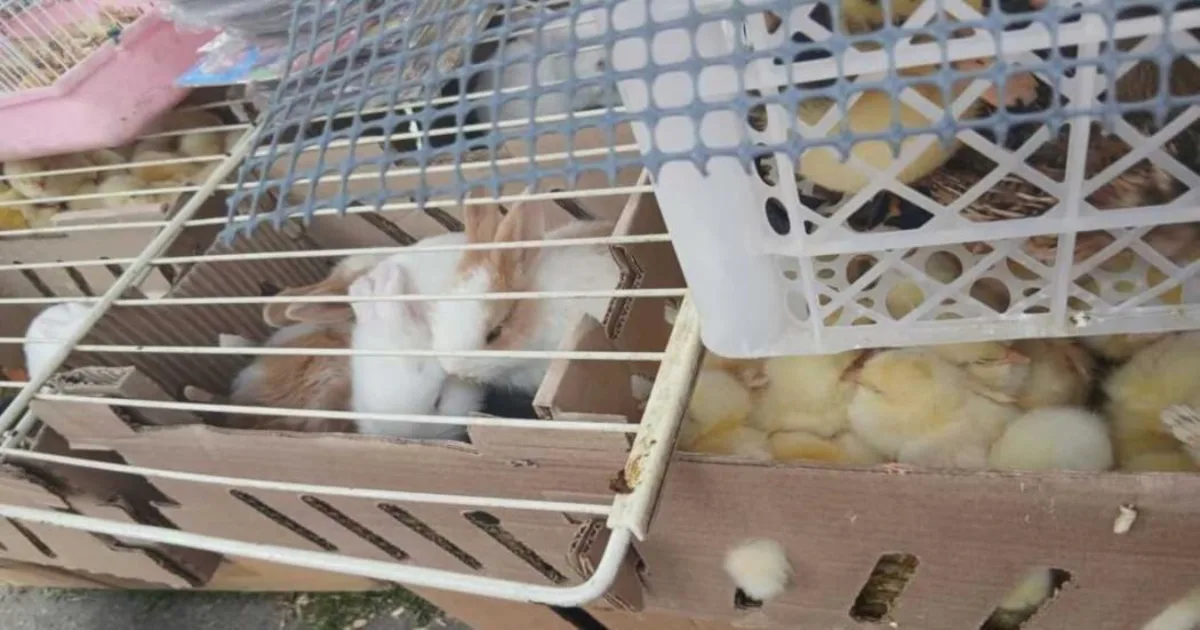 Se trata de 247 pollos, 43 patos, 22 codornices, 31 conejos y 61 hámsters, que fueron entregados en custodia al Instituto Distrital de Protección y Bienestar Animal (IDPYBA), los cuales fueron trasladados a la clínica veterinaria de la entidad - Foto: Idpyba